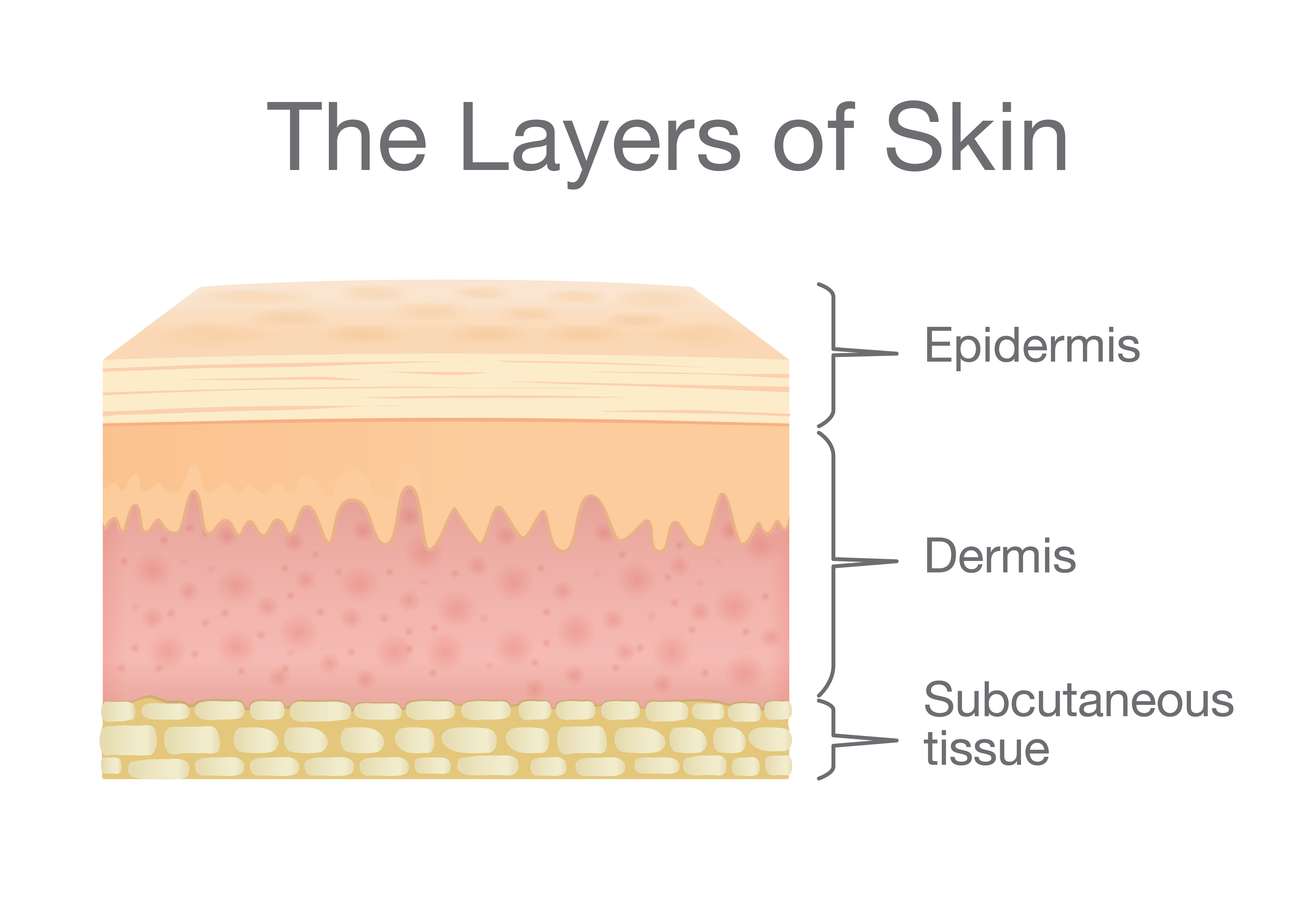 three layers of skin        <h3 class=