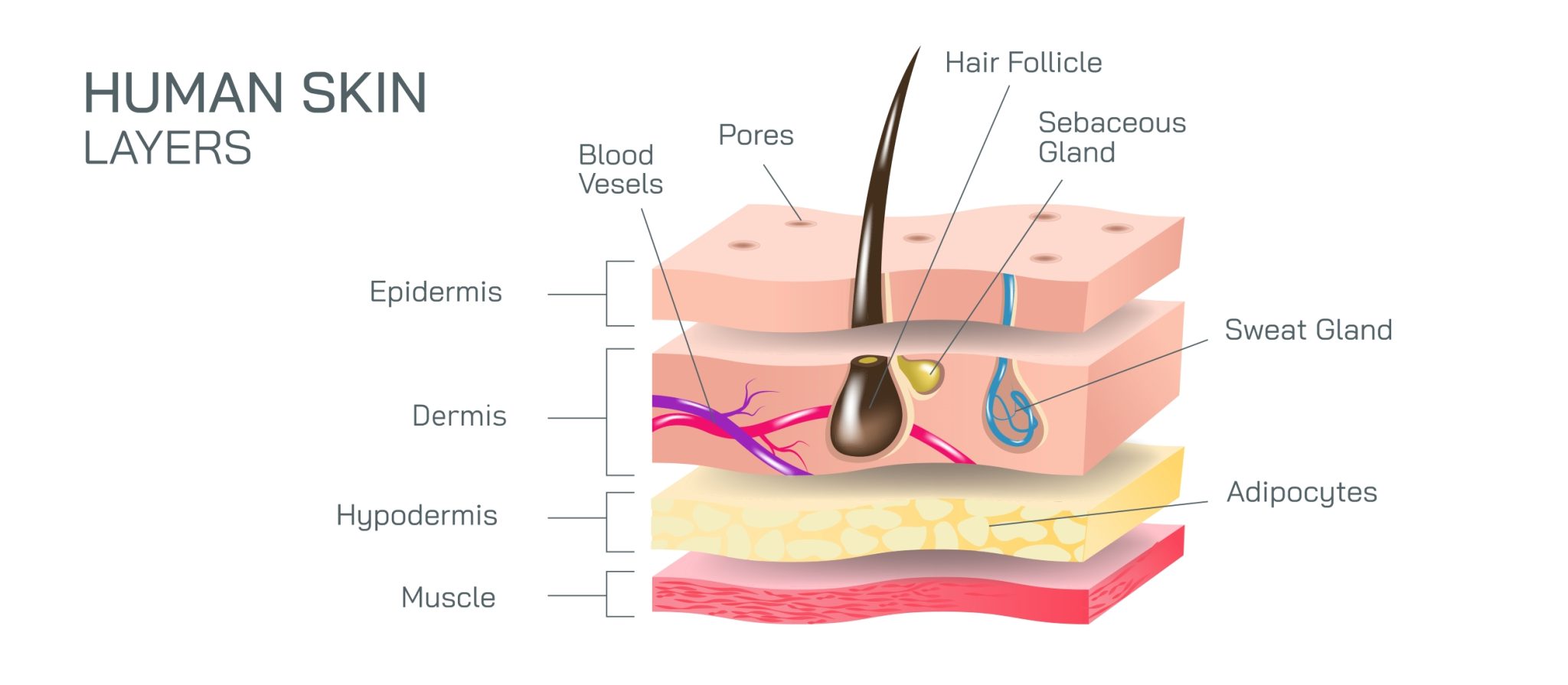 Understanding Skin Strcture Understanding the Layers of Your Skin